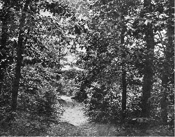 Nineteenth-century photo of an old Indian trail in Milton.